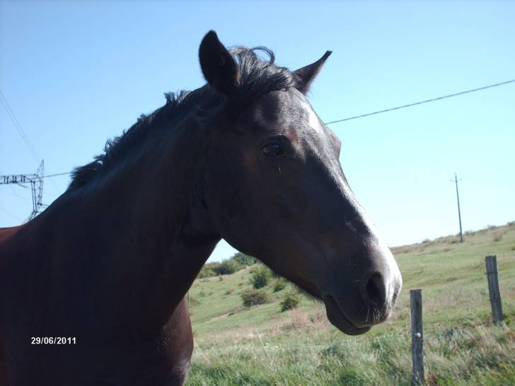 Thémis - Mâle (4 ans)