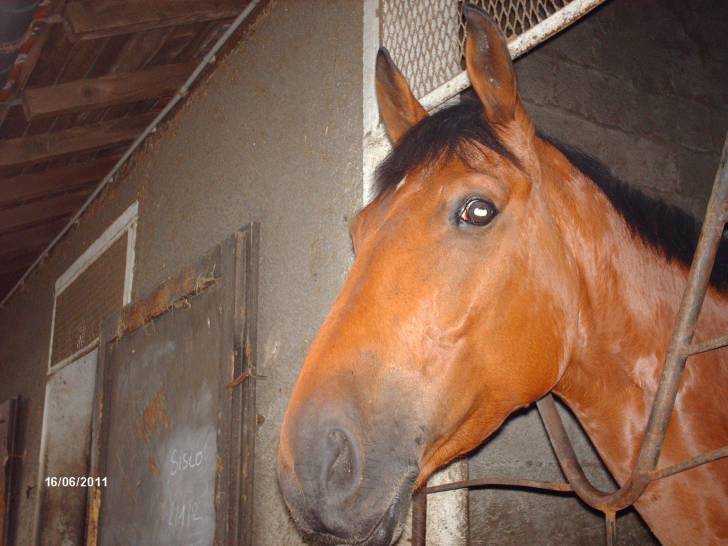 Elushka - Mâle (10 ans)
