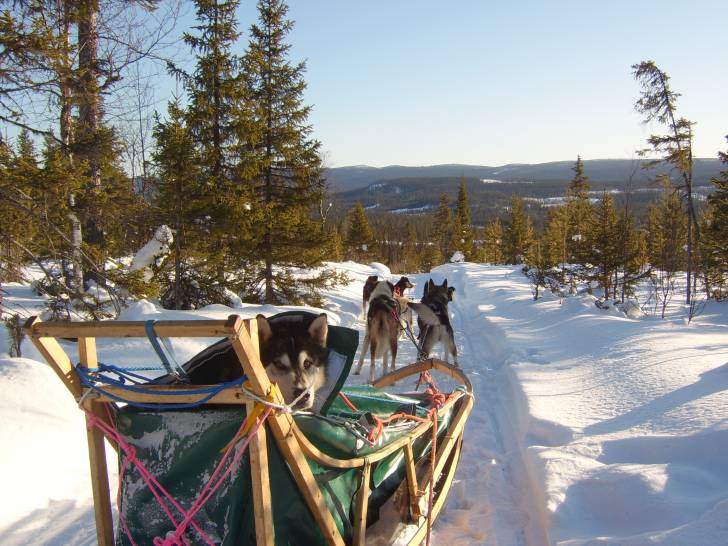 kugare - Mâle (10 ans)