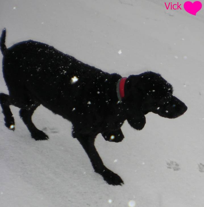 Vick - Mâle (7 ans)