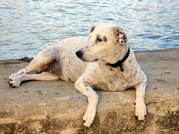 Leela - (3 ans)