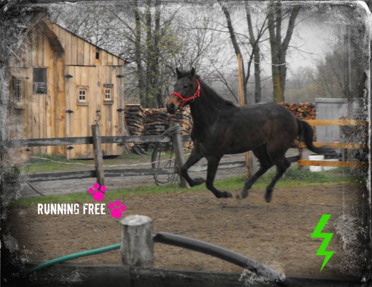 Crazy Nelly - (4 ans)