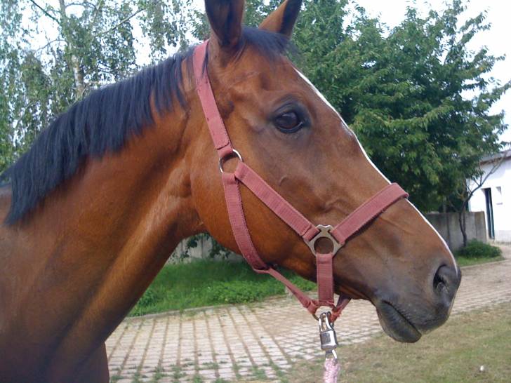 Cirius - Mâle (10 ans)