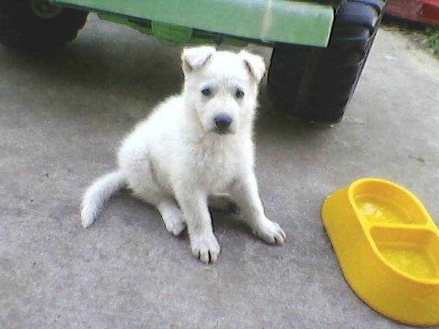 kilo - Mâle (8 mois)