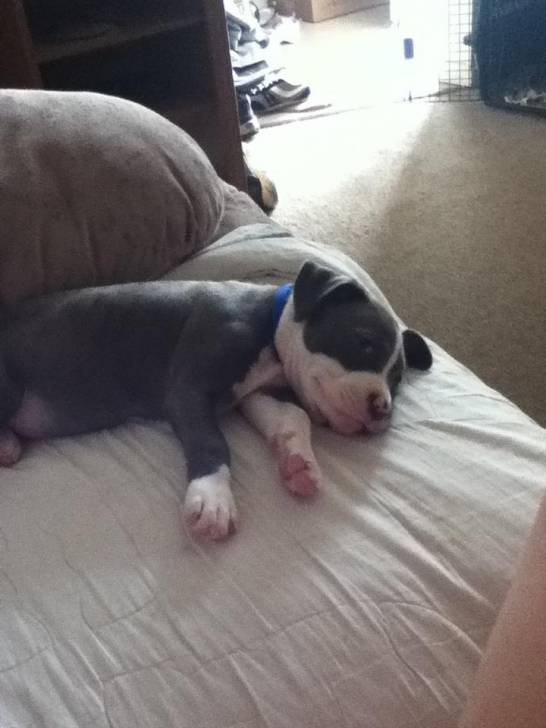 Rocco - Mâle (2 mois)