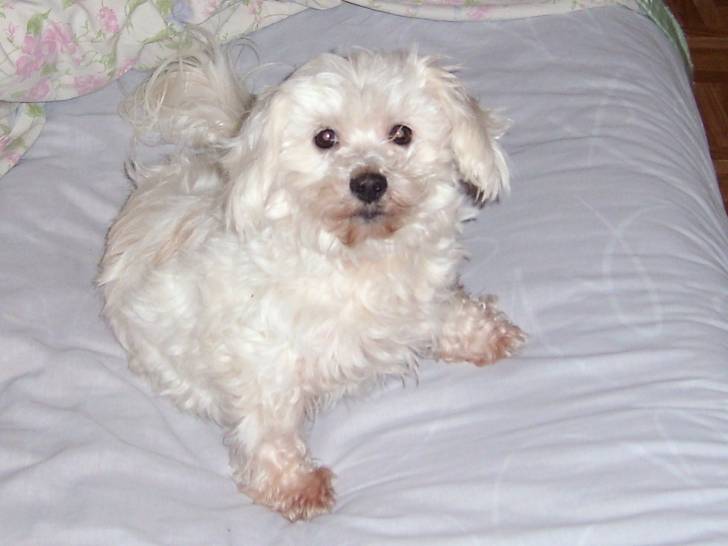 melba - Femelle (13 ans)