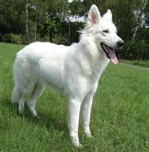 kilo - Mâle (2 ans)