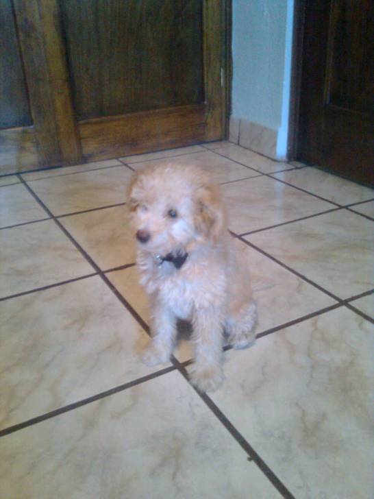 Pancho - Mâle (6 mois)