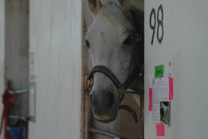 Romeo - Mâle (12 ans)