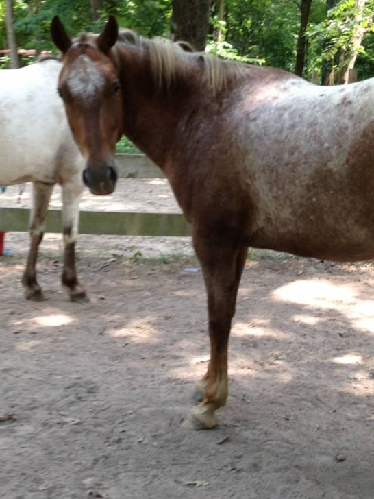 dancer - Mâle (5 ans)