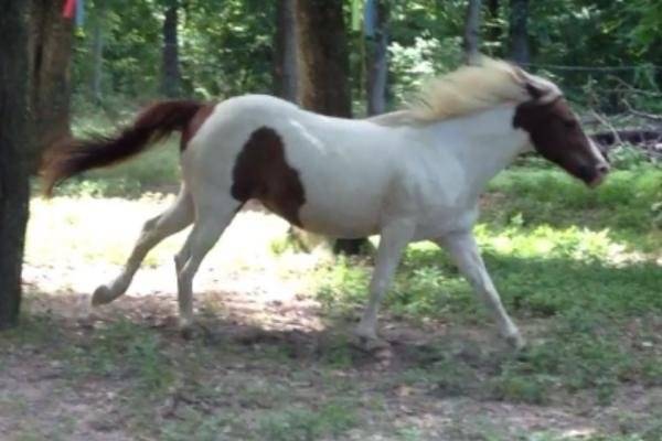 dandy - Mâle (7 ans)