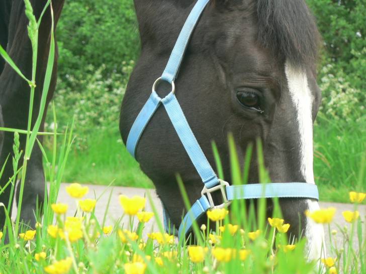 Tai di Codore - (9 ans)
