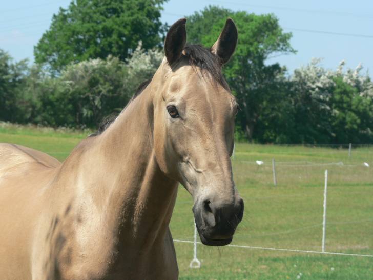 Maral - Mâle (12 ans)