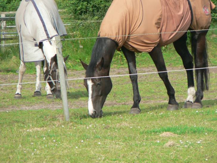 Tai di Codore - (9 ans)