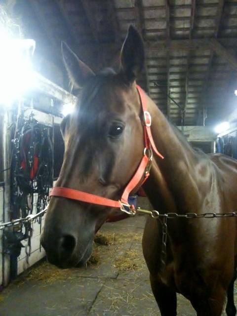 One Wild Nite - Mâle (6 ans)