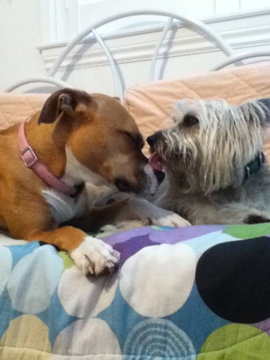 Duke and Sugar -
