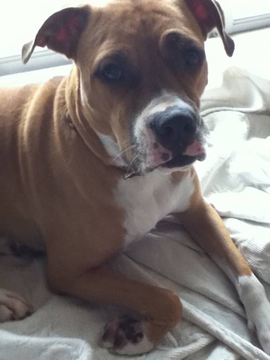 Sugar - (3 ans)