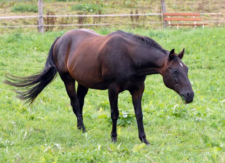 Shadow - Mâle (17 ans)
