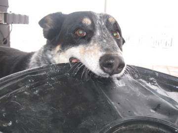 BeeBoo - Mâle (11 ans)