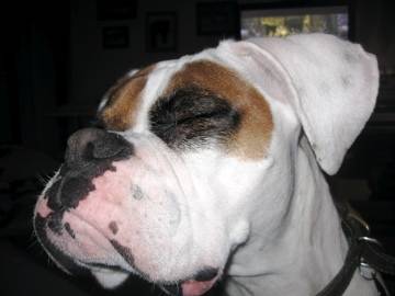 ZsaZsa - (3 ans)
