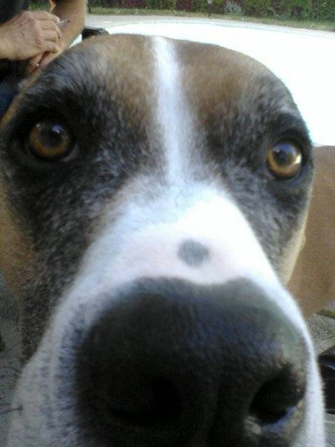Rocky - Mâle (6 ans)
