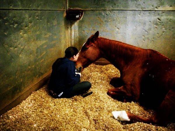 blaze - Mâle (14 ans)
