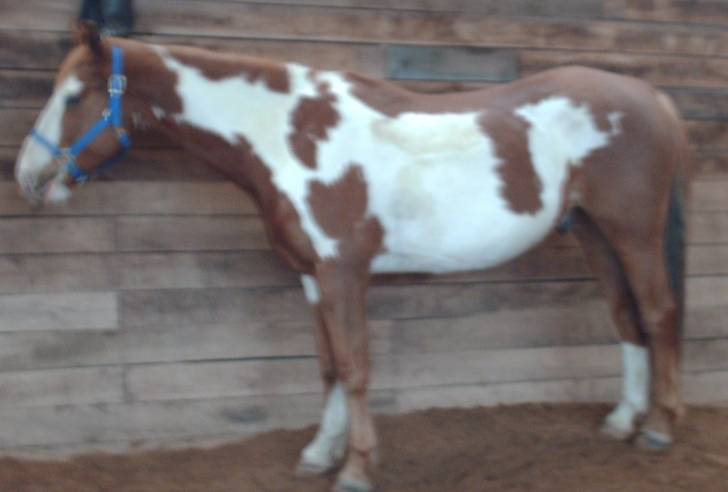 Skip - Mâle (10 ans)
