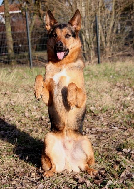 Sammy - Mâle (4 ans)