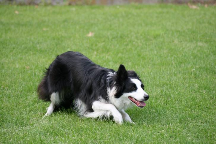 Bluebell - Femelle (3 ans)