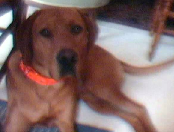 Drako - Mâle (1 an)