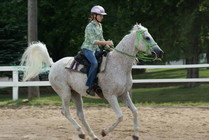 Willie - Mâle (13 ans)