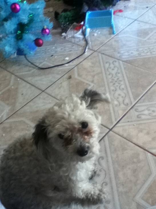 Pillina - (2 ans)
