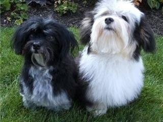 Lucy and Rikki - (6 ans)
