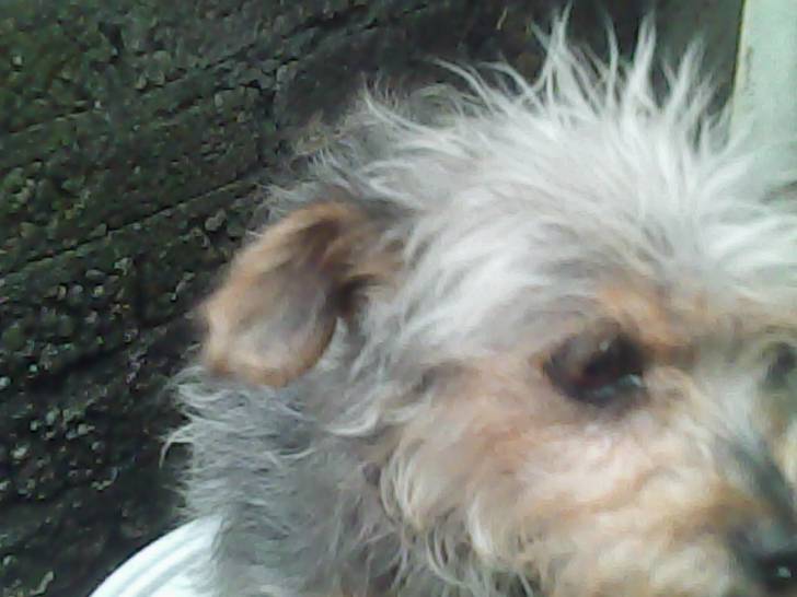 SUKI - (9 ans)