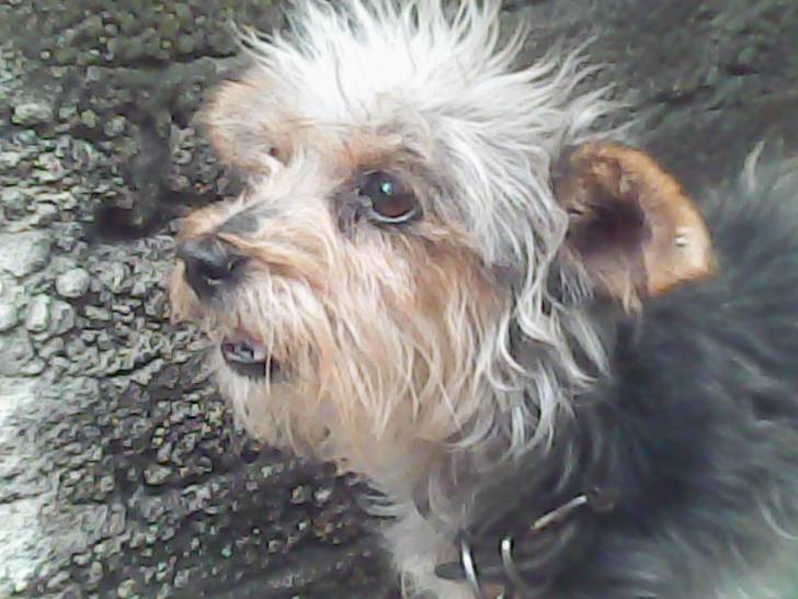 SUKI - (9 ans)