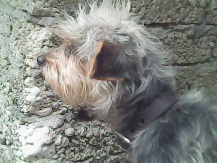 SUKI - (9 ans)