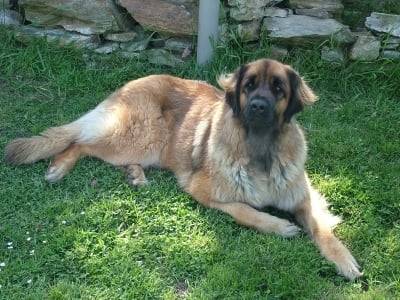 Nursy - Femelle (9 ans)