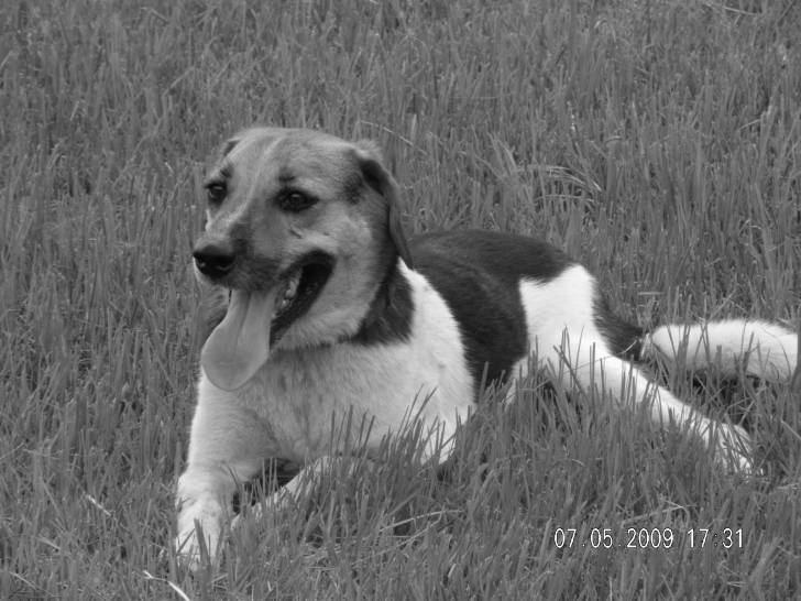 Doobie - Mâle (5 ans)