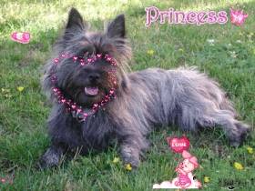 avanne - Femelle (4 ans)