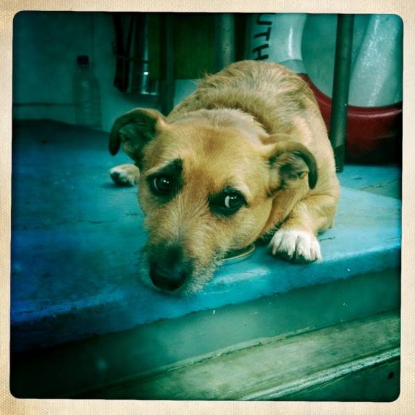 george ferry dog - Mâle