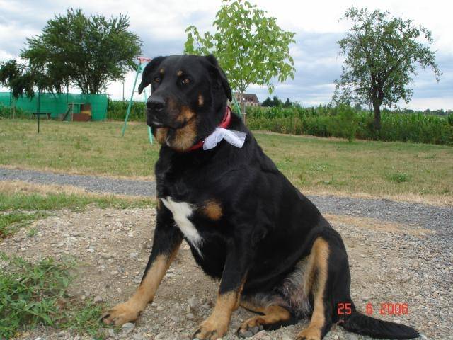 Dolly - Femelle (6 ans)