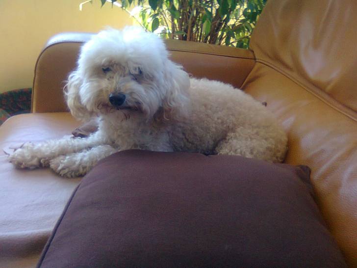 Missy - (8 ans)