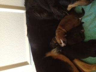 Dutchess and her puppies -
