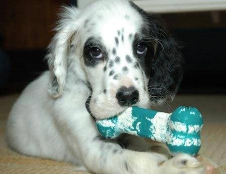 Stella - (5 mois)