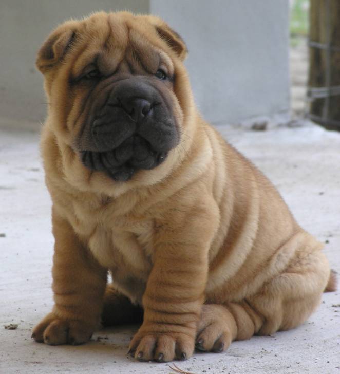 Honey - (6 mois)
