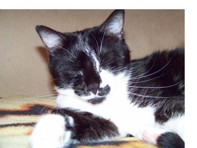 opium - Femelle (3 ans)