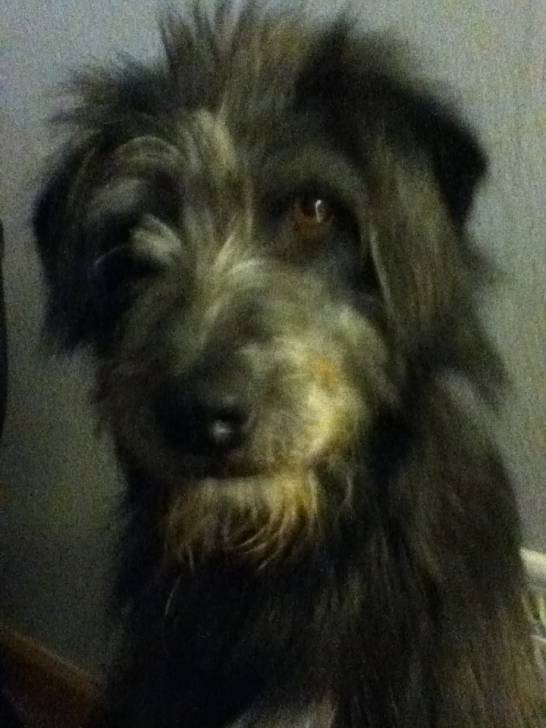Sophie - (2 ans)