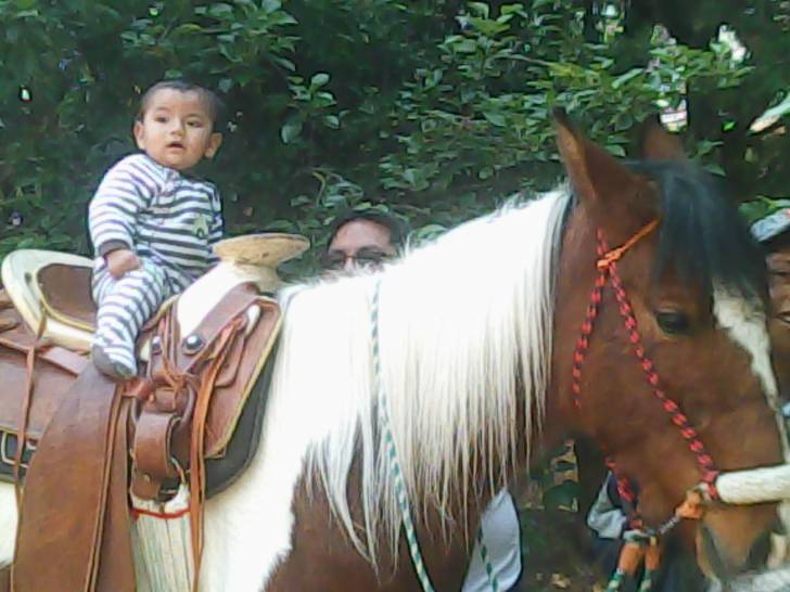 gabis charro - Mâle (1 an)