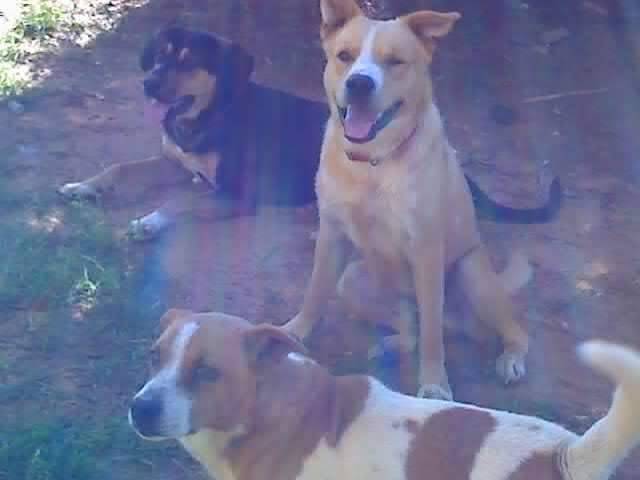 Oscar, Trips, and Dag - Mâle