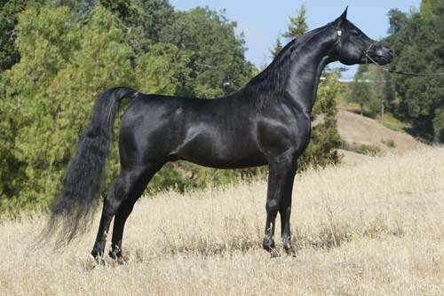 Twilight - Mâle (4 ans)
